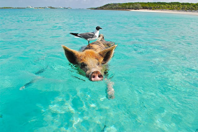 bahamas